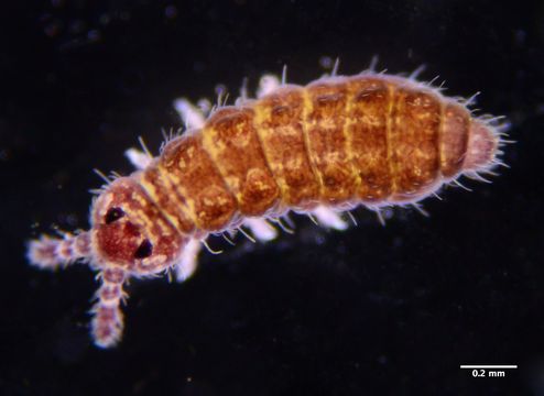 Image of Hypogastrura (Hypogastrura) manubrialis (Tullberg 1869)