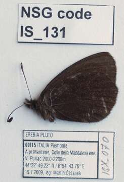 Image of Sooty Ringlet