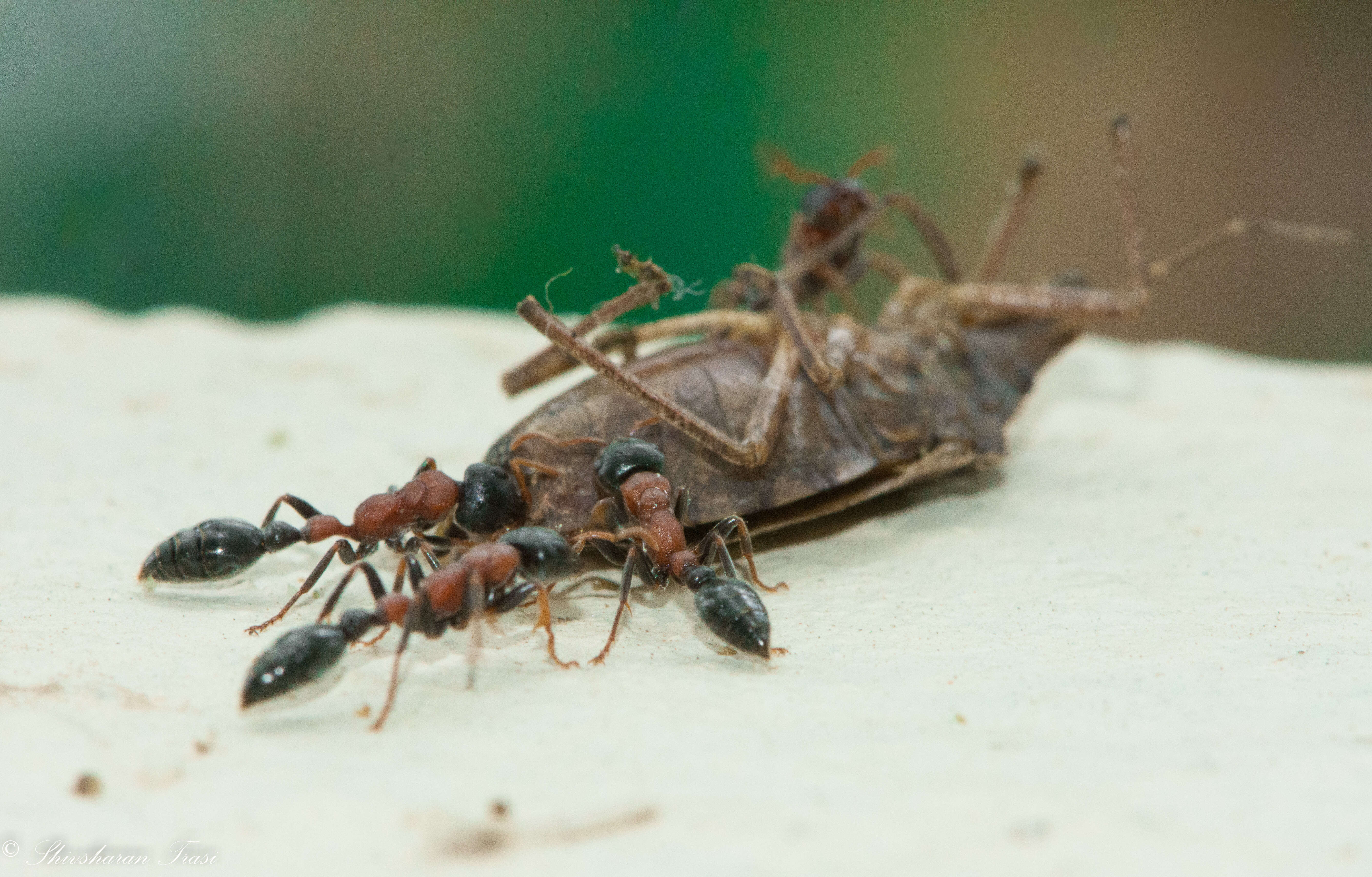 Tetraponera rufonigra (Jerdon 1851) resmi