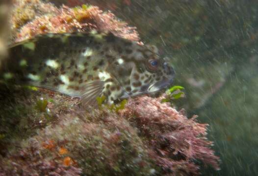 Image of White-spotted hawkfish