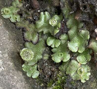 Image of common liverwort