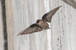 Image of Eurasian Crag Martin