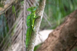 Image of Green Basilisk