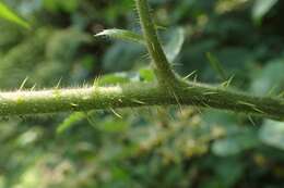 Imagem de Rubus hirtus Waldst. & Kit.