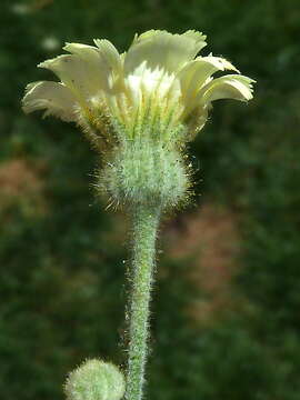 Image of Andryala integrifolia L.