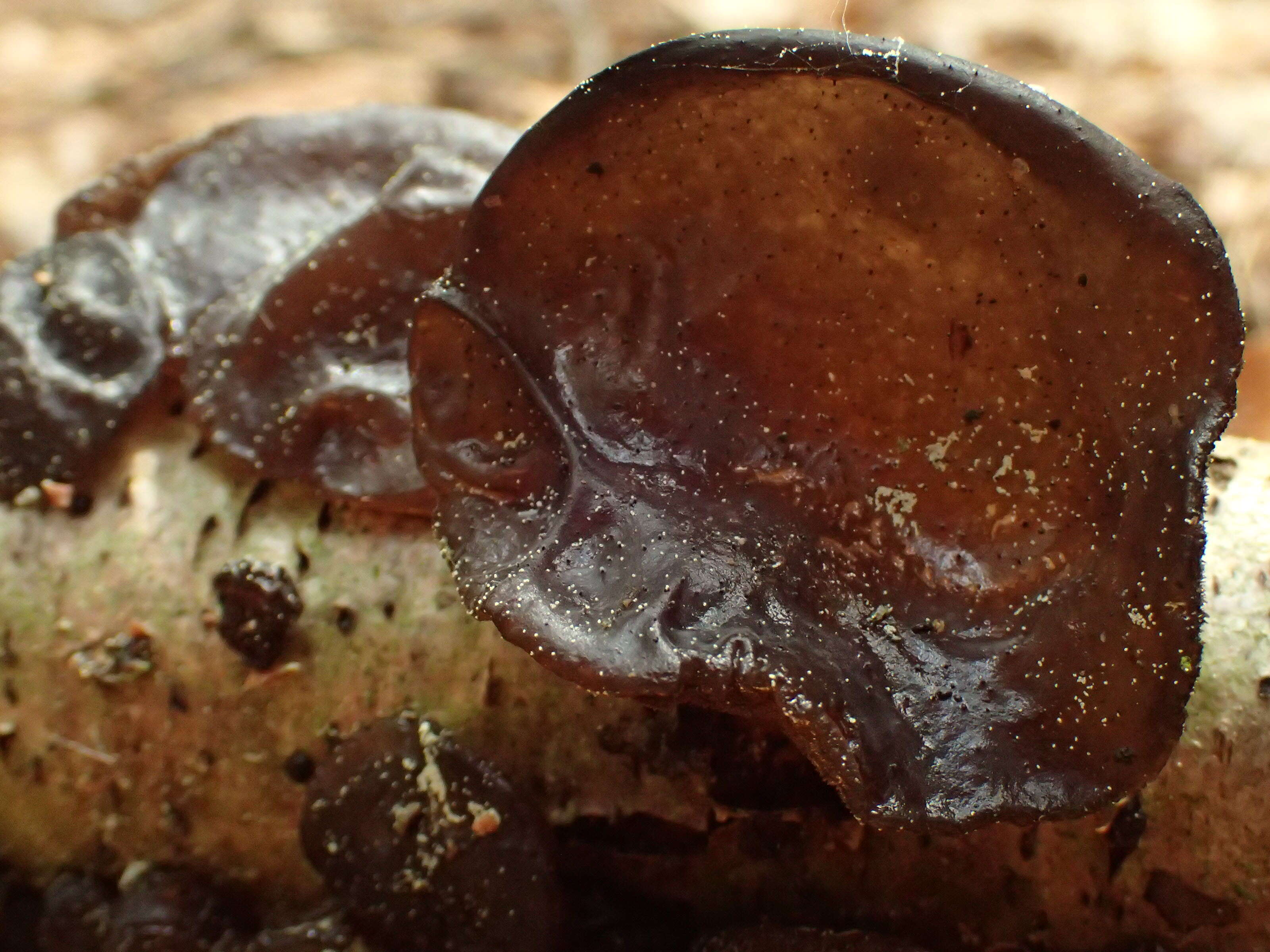 Image of Black Witches' Butter