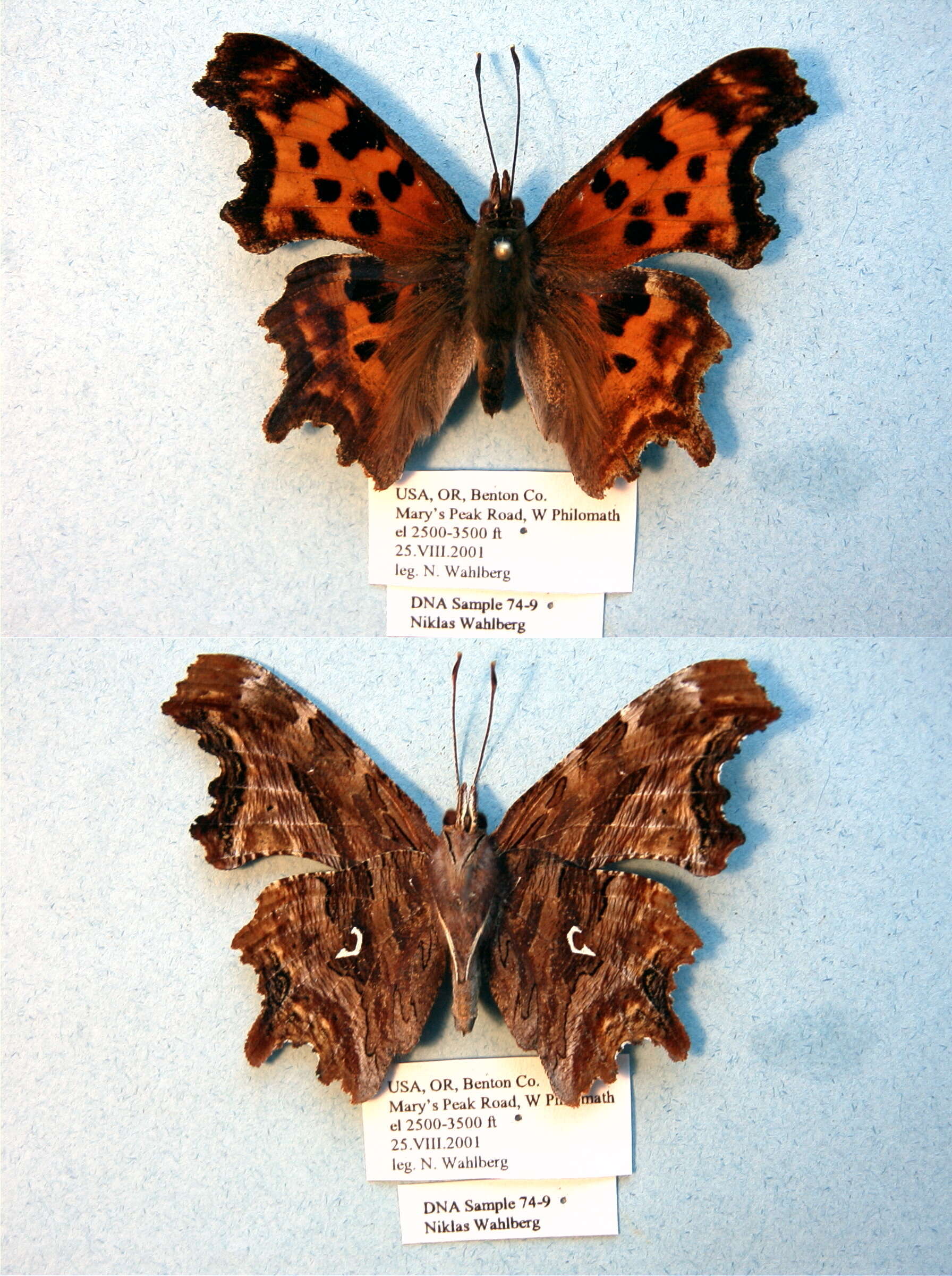 Image of Satyr Comma