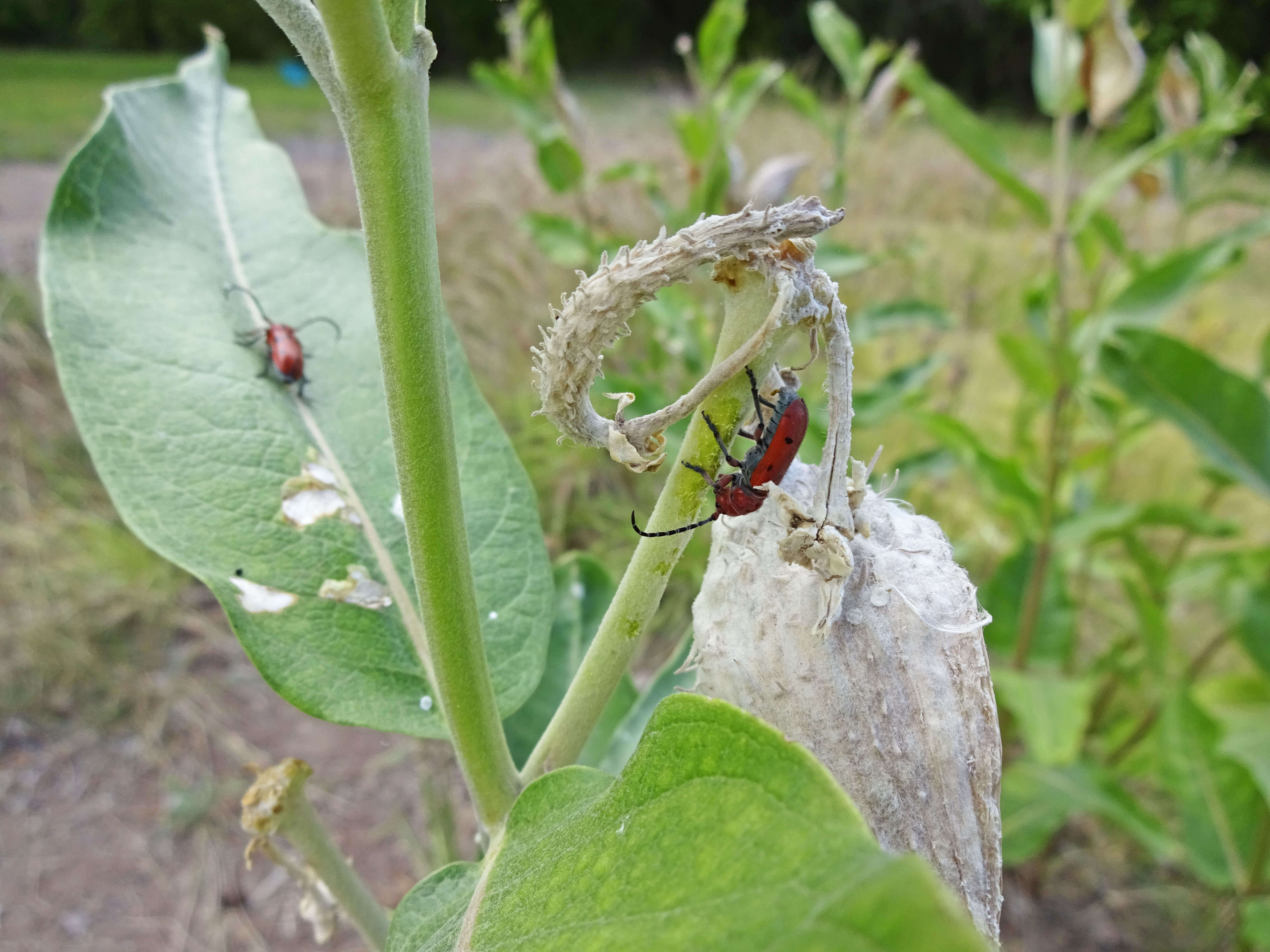 Image of Red Milkweed Beetle