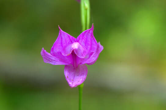 Image of tuberous grasspink