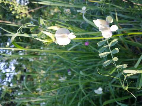 Imagem de Vicia grandiflora Scop.