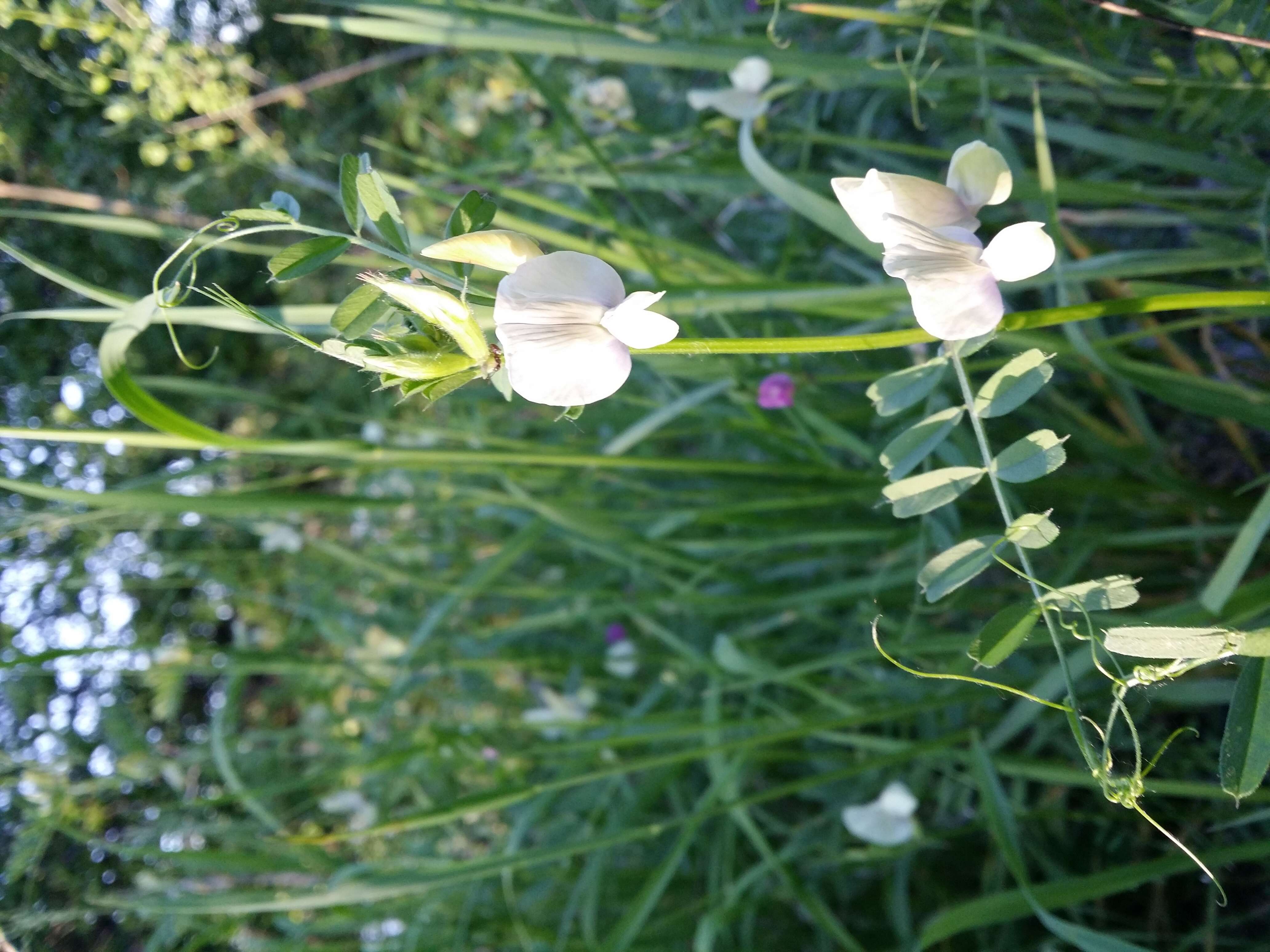 Слика од Vicia grandiflora Scop.