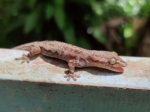 Image of Common House Gecko