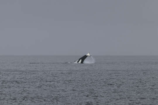 Image of killer whale