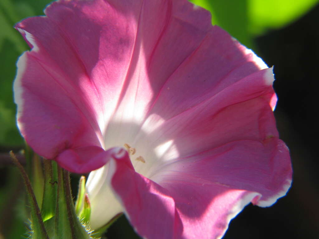 Image of whiteedge morning-glory