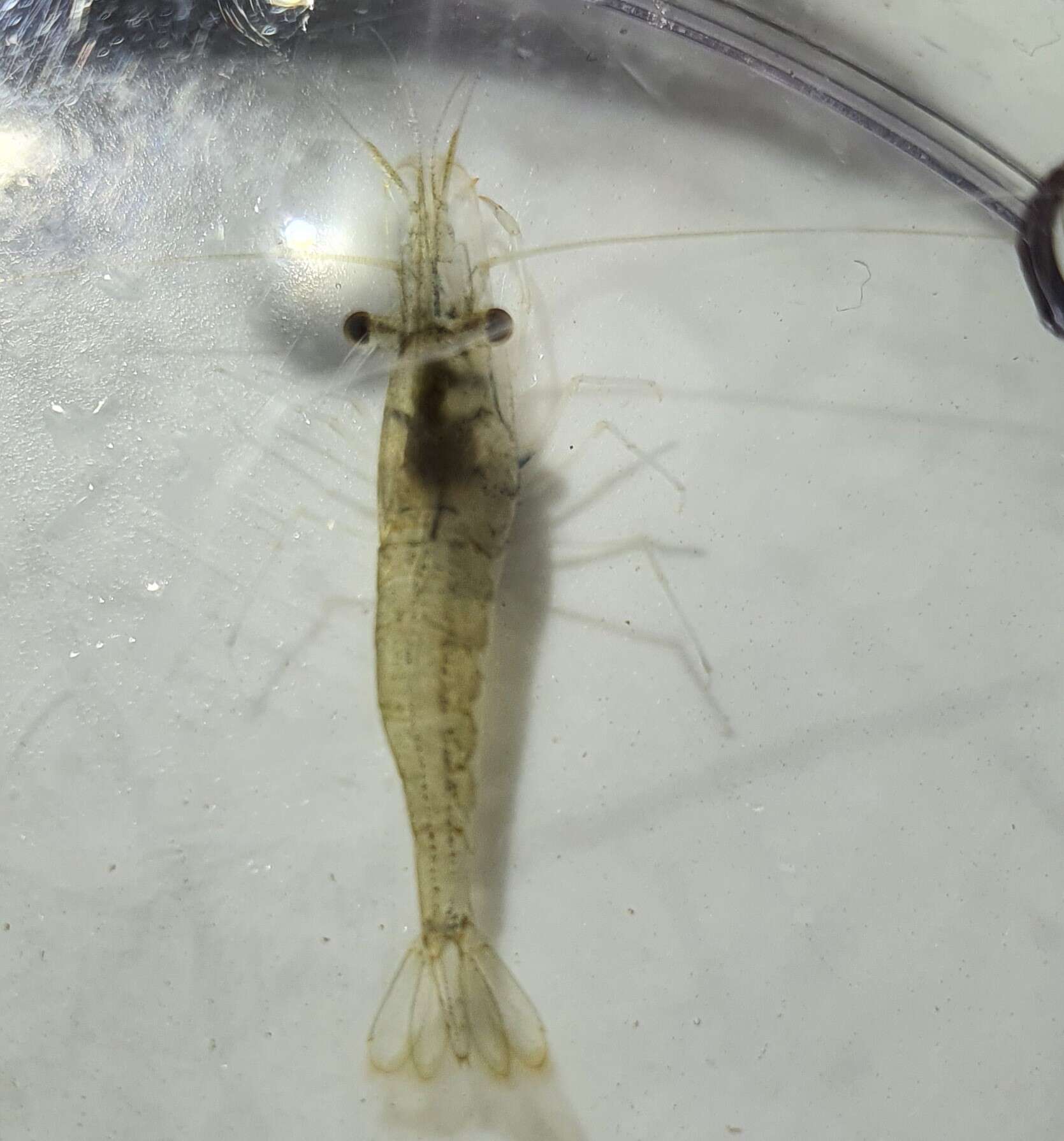 Image of Common shrimp