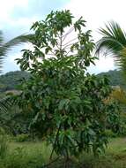 Image of Indian mulberry