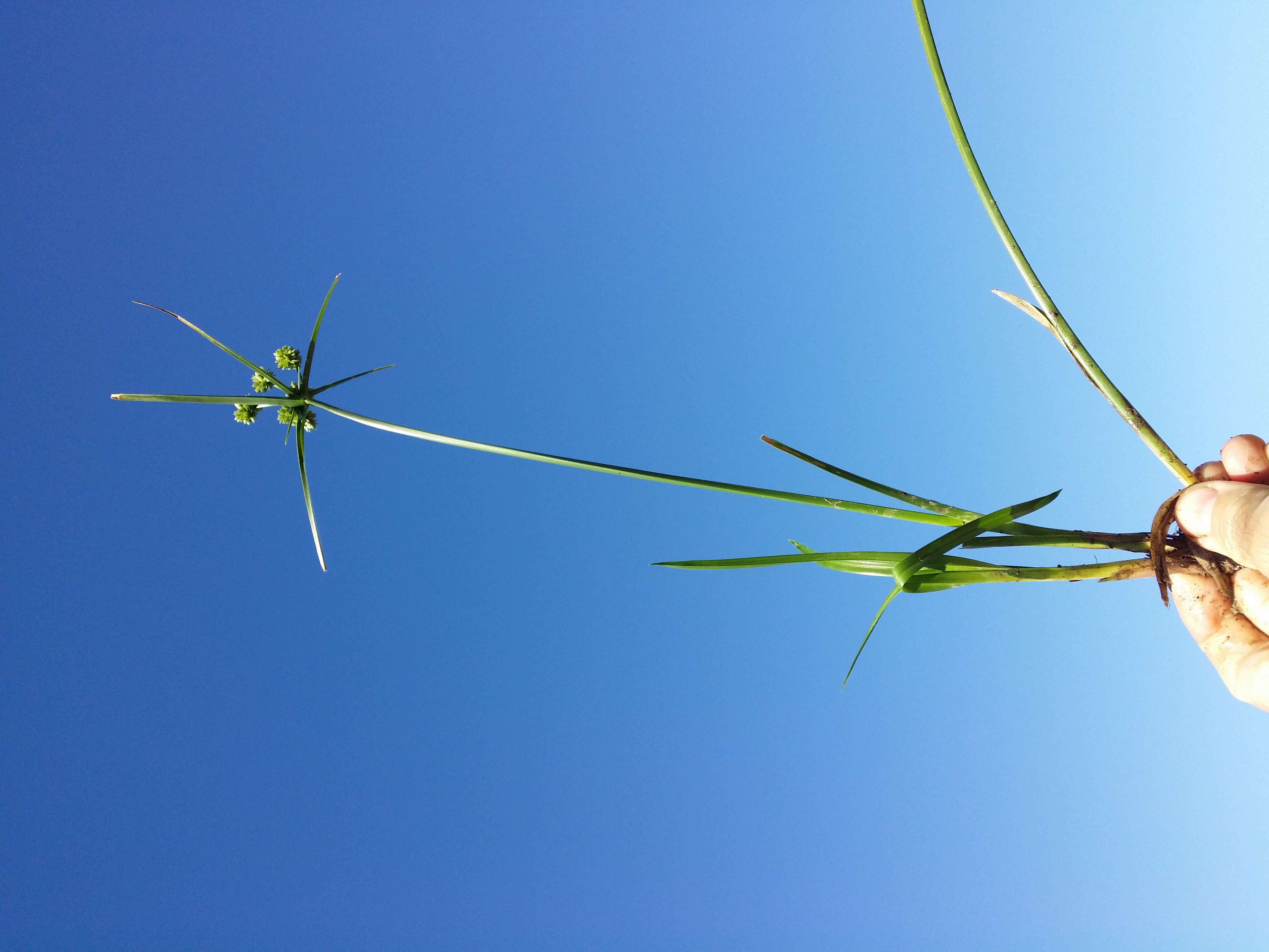 Слика од Cyperus eragrostis Lam.