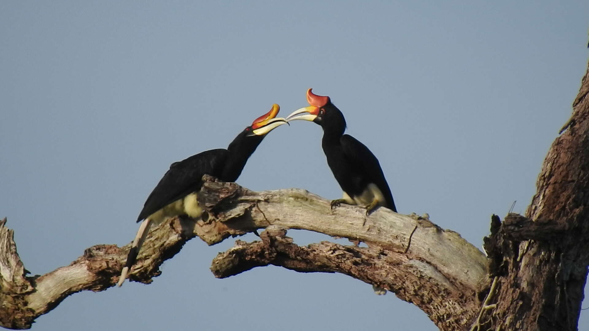 Image of Wrinkled Hornbill