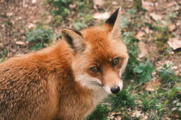 Image of Foxes