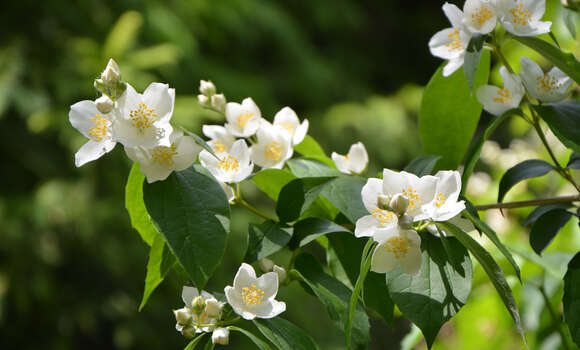 Image of sweet mock orange