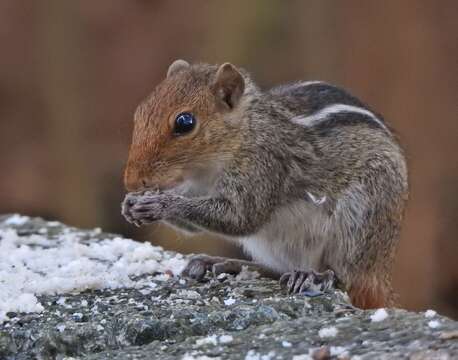 Image of Jungle Palm Squirrel