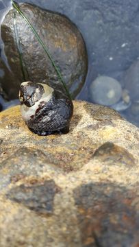 Image of Black Top Shell