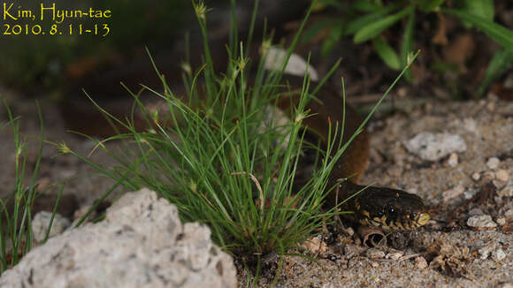 Image of Japanese Keelback