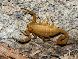 Image of Arizona Bark Scorpion