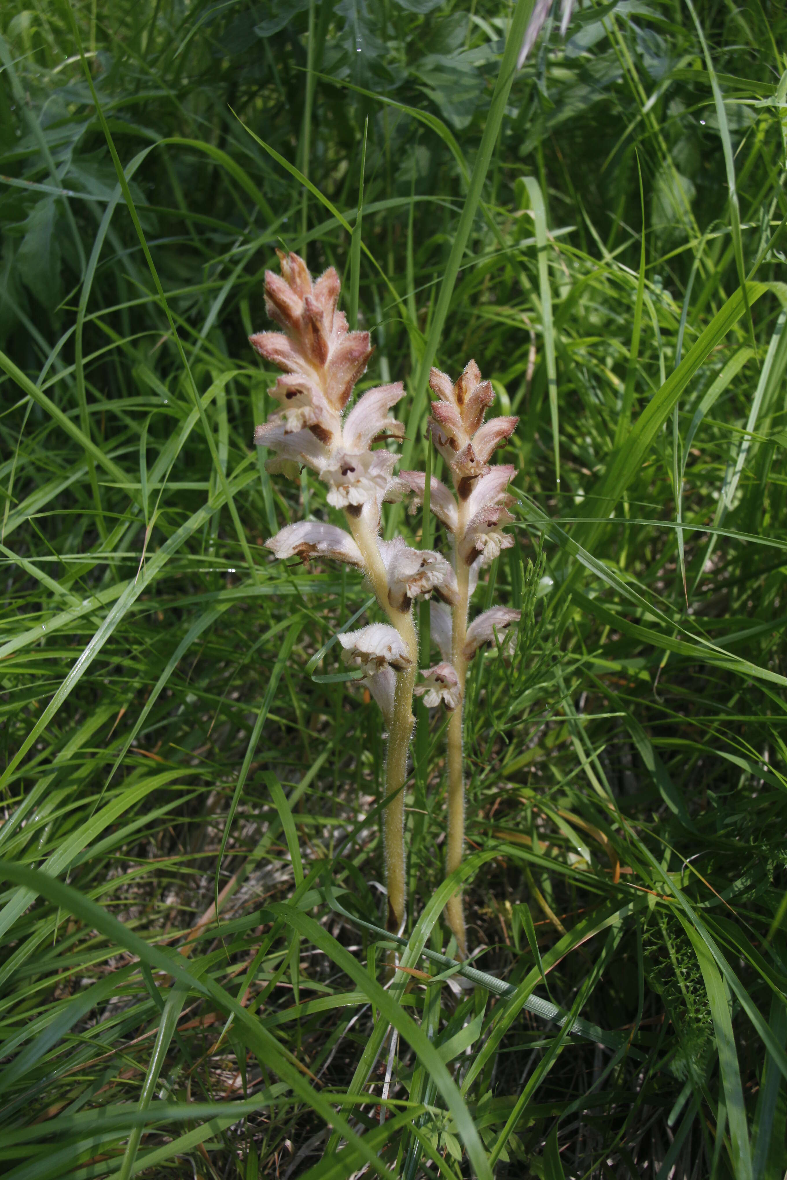 Imagem de Orobanche caryophyllacea Sm.