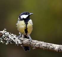 Image of Great Tit