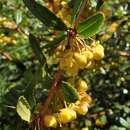 Image of Warted Barberry