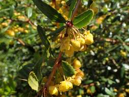 Image of Warted Barberry