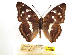 Image of purple emperor