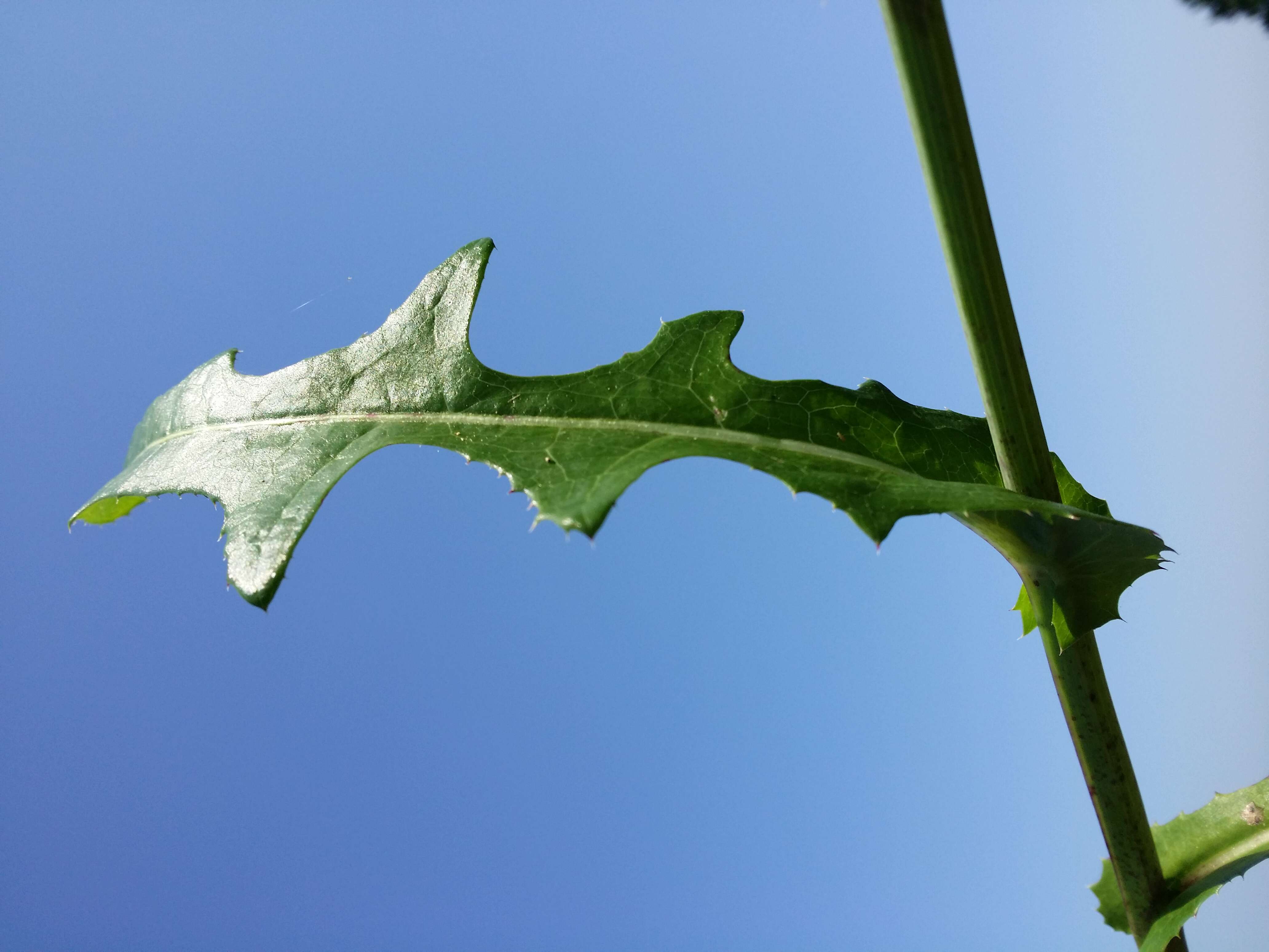 Plancia ëd Sonchus arvensis L.