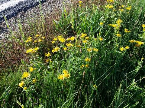 Image of British yellowhead