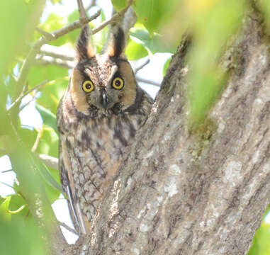 Image of Long-eared Owl