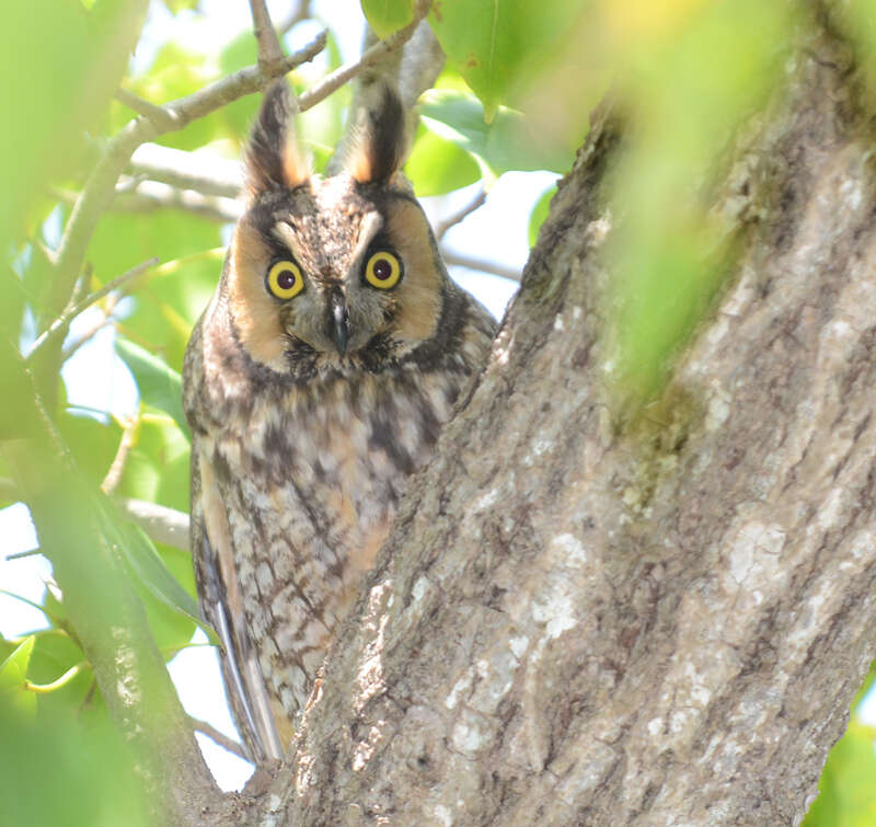 Image of Long-eared Owl