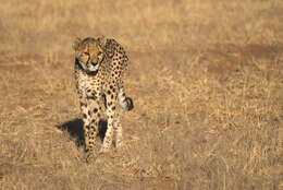 Image of Namibian cheetah