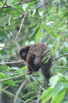 Image of <i>Callicebus moloch</i>