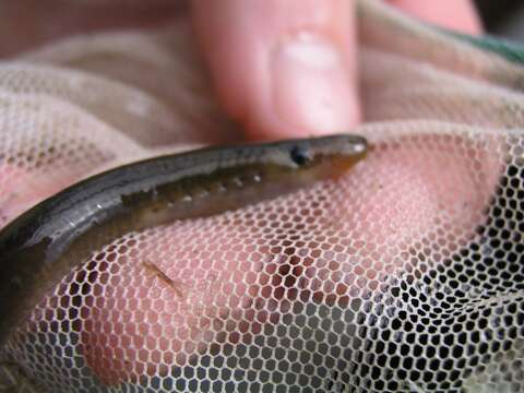 Image of Western Brook Lamprey