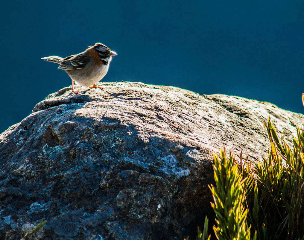 Image of Rufous-collared Sparrow