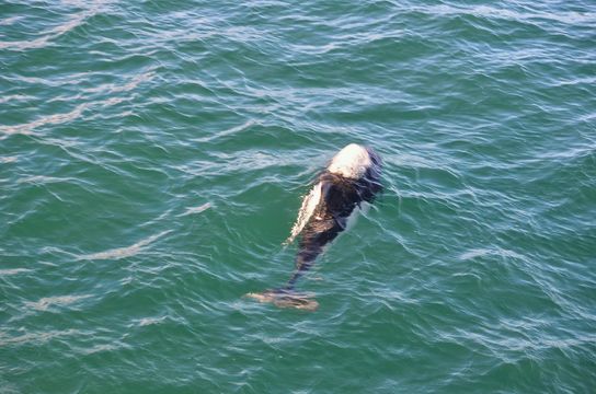Image of Dall's Porpoise