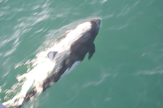 Image of Dall's Porpoise