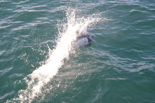 Image of Dall's Porpoise