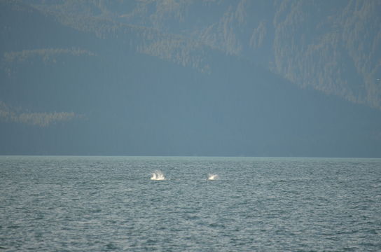 Image of Dall's Porpoise