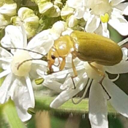 Image of Cteniopus sulphureus