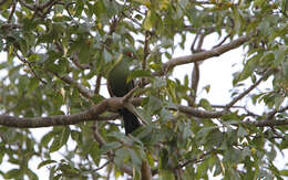 Image of Green Turaco