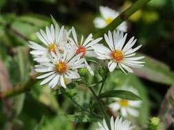 Image of hairy white oldfield aster