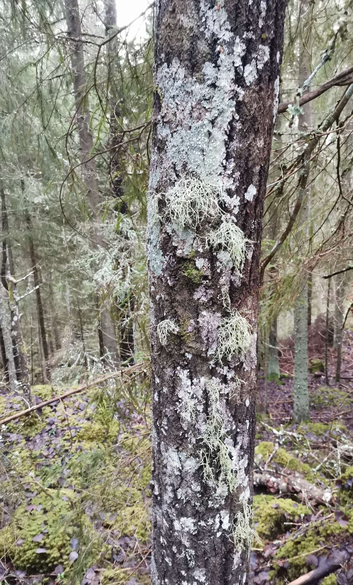 Image of farinose cartilage lichen