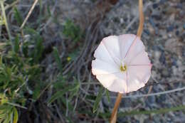 Image of Convolvulus lineatus L.